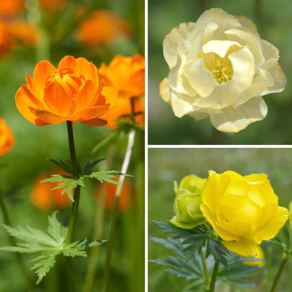 Collezione di Trollius