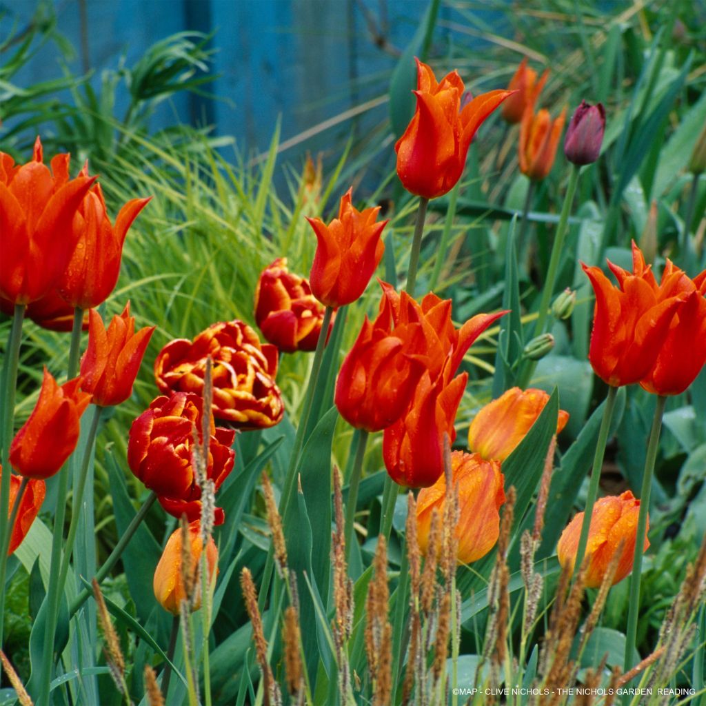 Collection Tulipes Parfumées