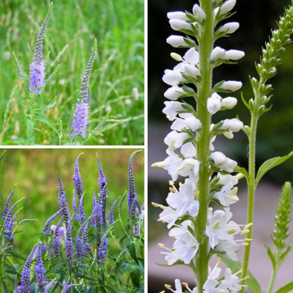 Collezione Veronica longifolia - Veronica a foglie lunghe