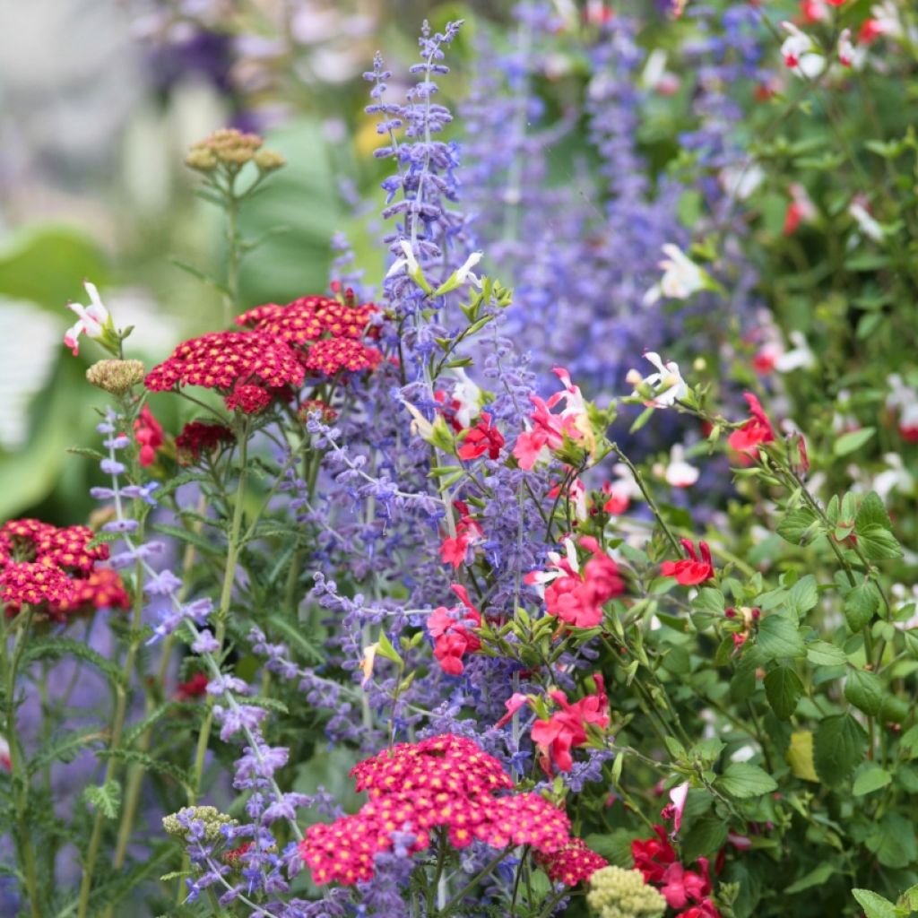 Collezione di Piante Perenni blu e rosse per il sole