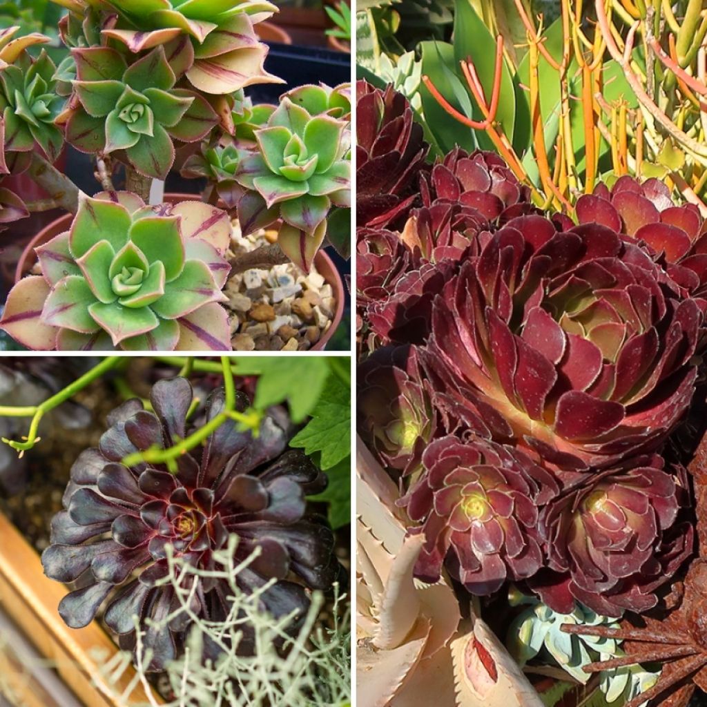 Collezione Aeoniums