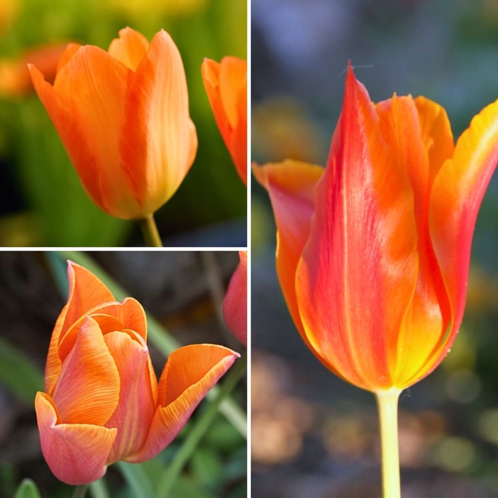 Collezione Due mesi di Tulipani arancioni