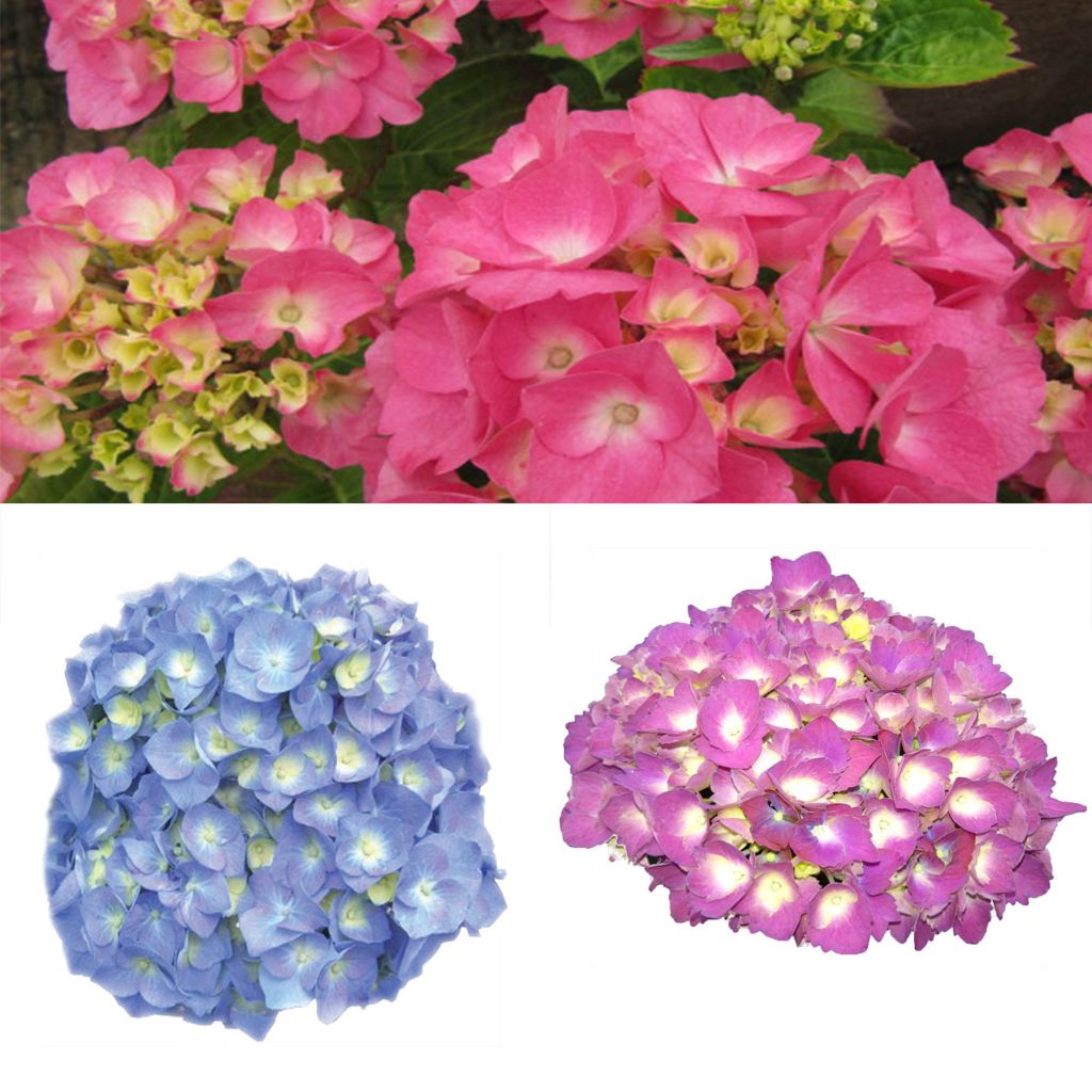 Collection hortensias classiques