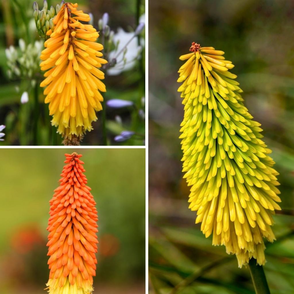 Collezione Kniphofia