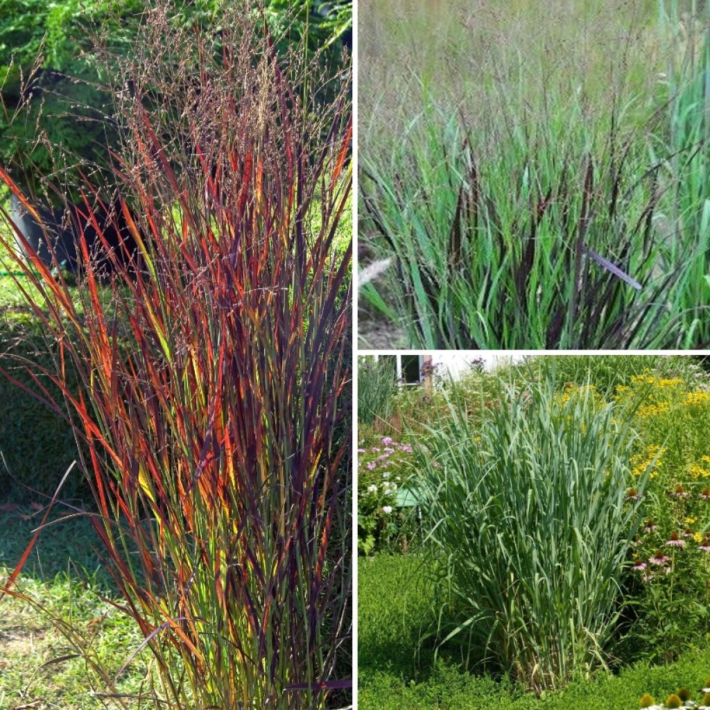 Collezione di Panicum - Panico eretto