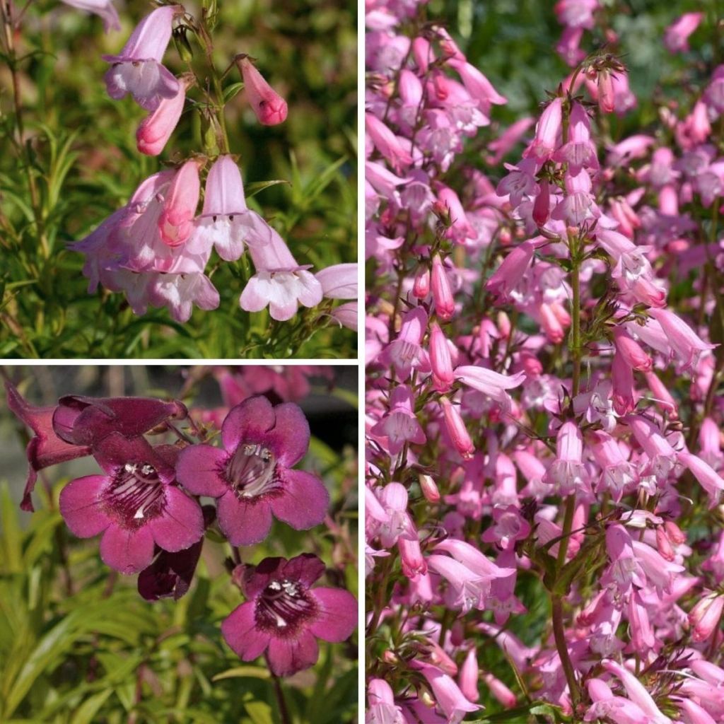 Collezione Penstemons