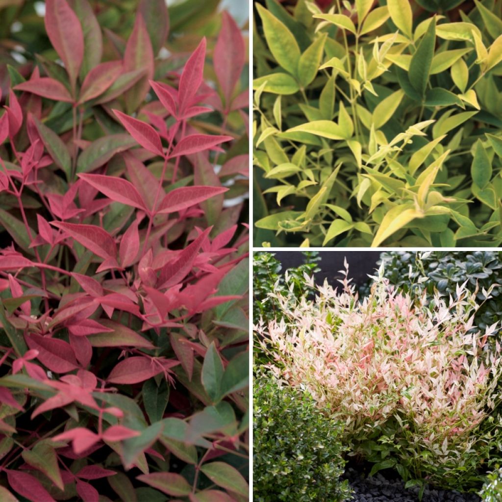 Collezione Piccoli Nandine per terrazza e balcone