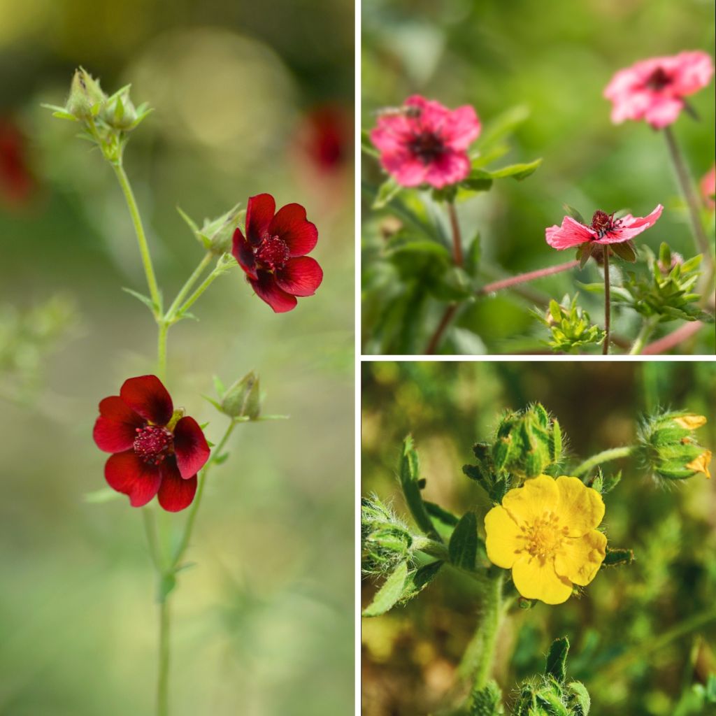 Collezione di Potentille perenni