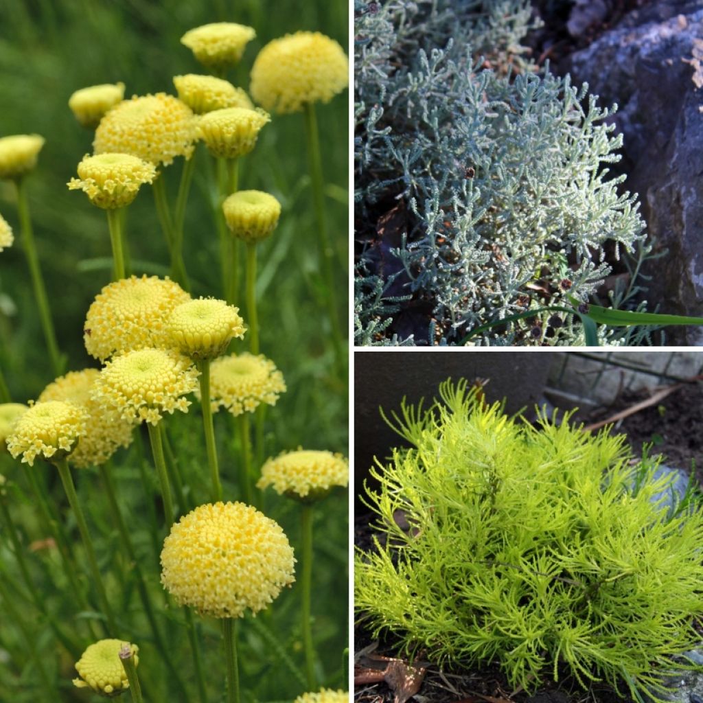 Collezione di Santoline per giardino roccioso mediterraneo