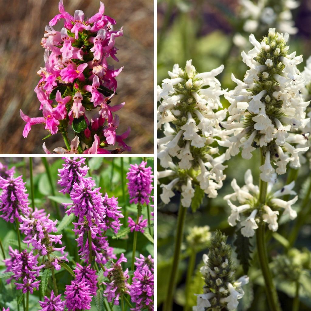 Collezione di Stachys officinalis - Betoniche