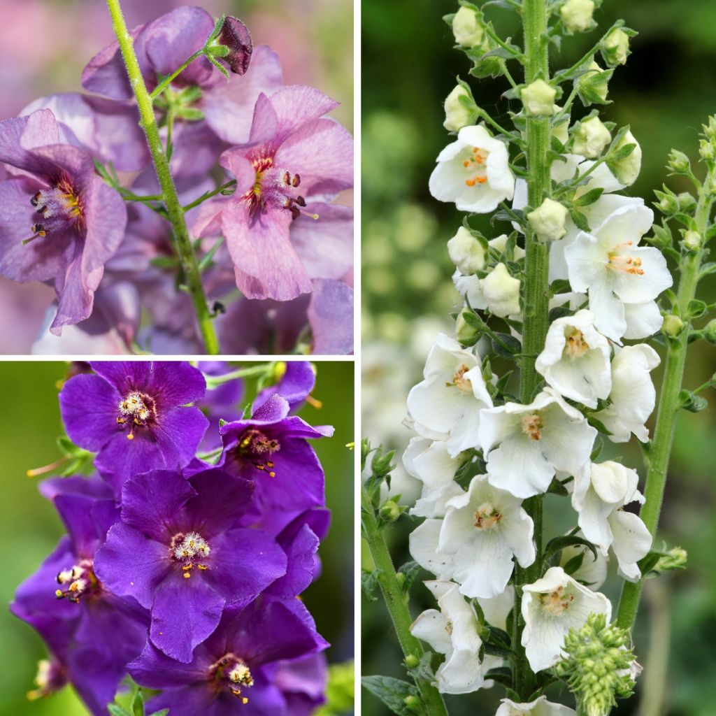 Collezione di Verbascum ibridi