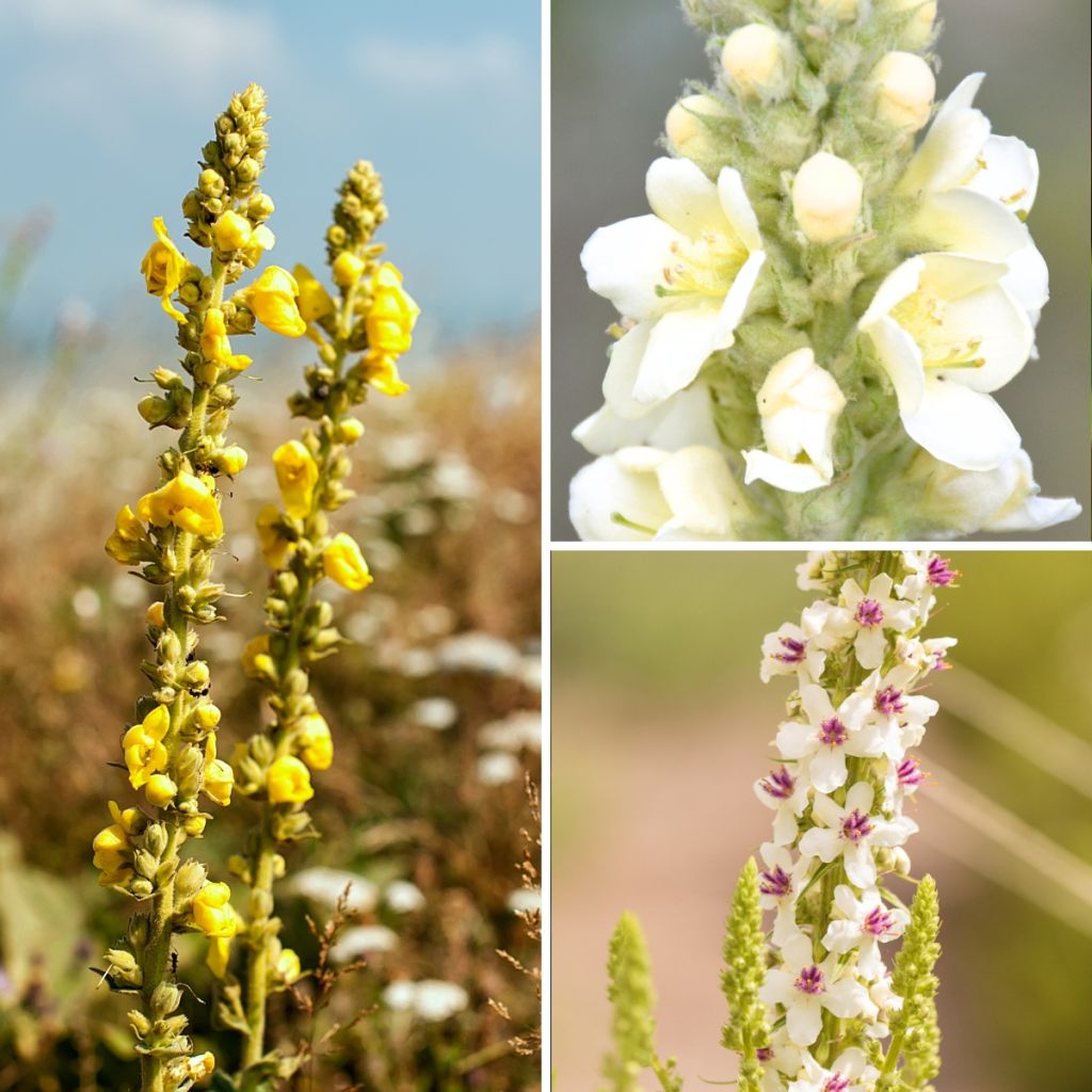 Collezione di Verbascum selvatici - Molène