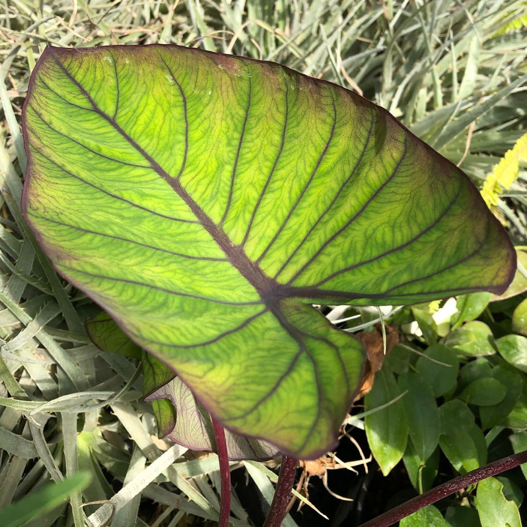 Colocasia Blue hawaii - Taro