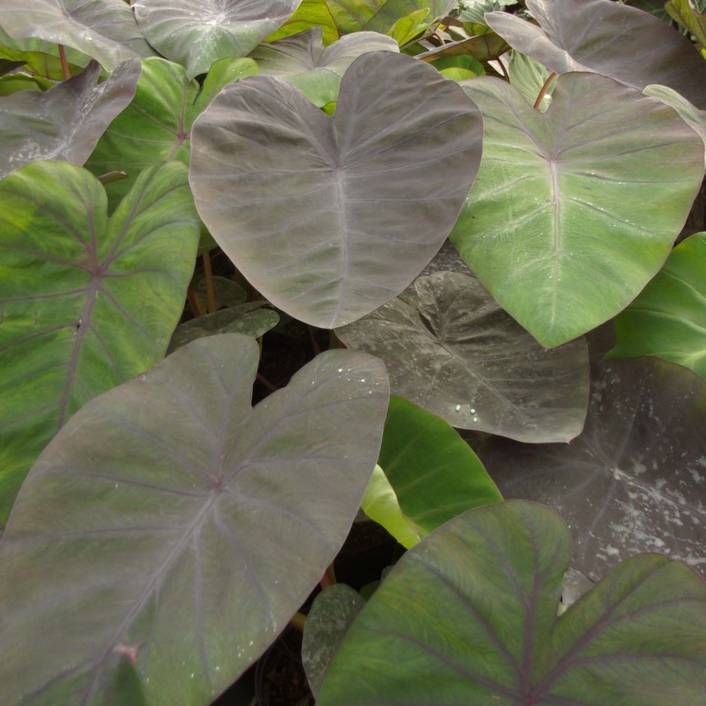 Colocasia Madeira - Oreille d'Eléphant