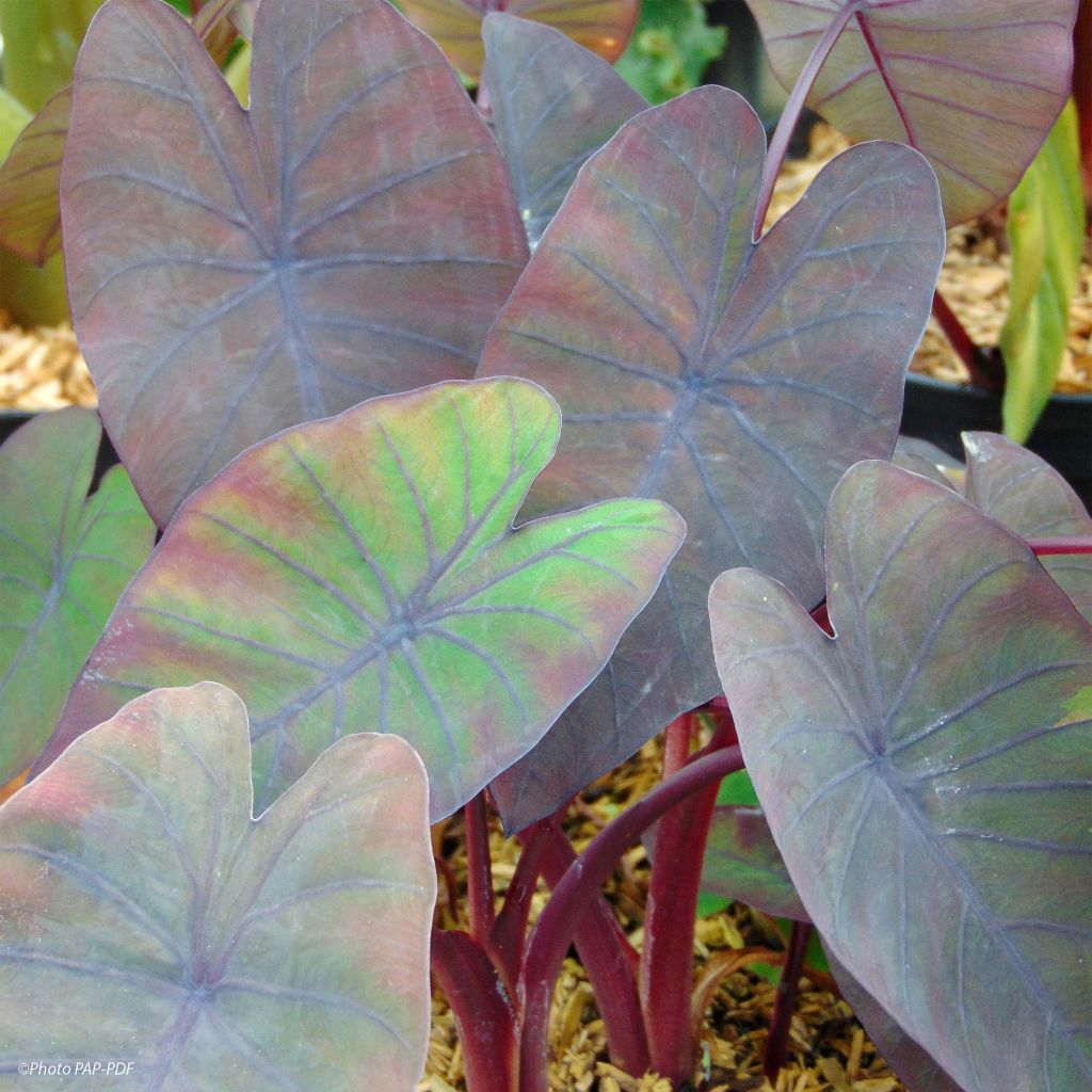 Colocasia Madeira - Oreille d'Eléphant