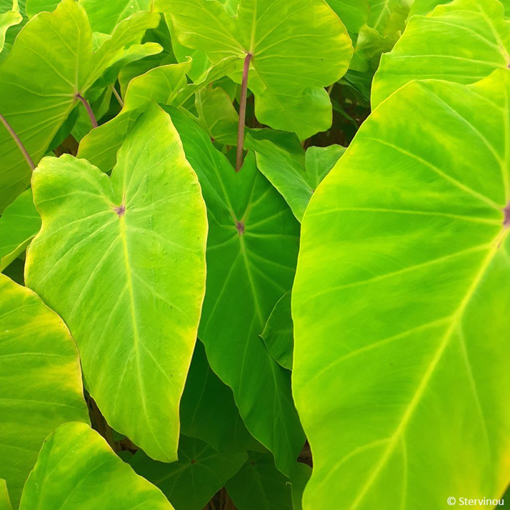 Colocasia Red Eyed Gecko - Taro