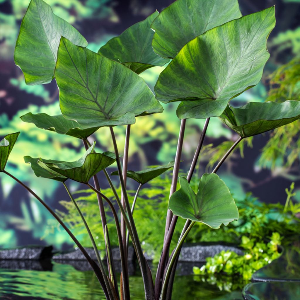 Colocasia esculenta Tea cup - Taro