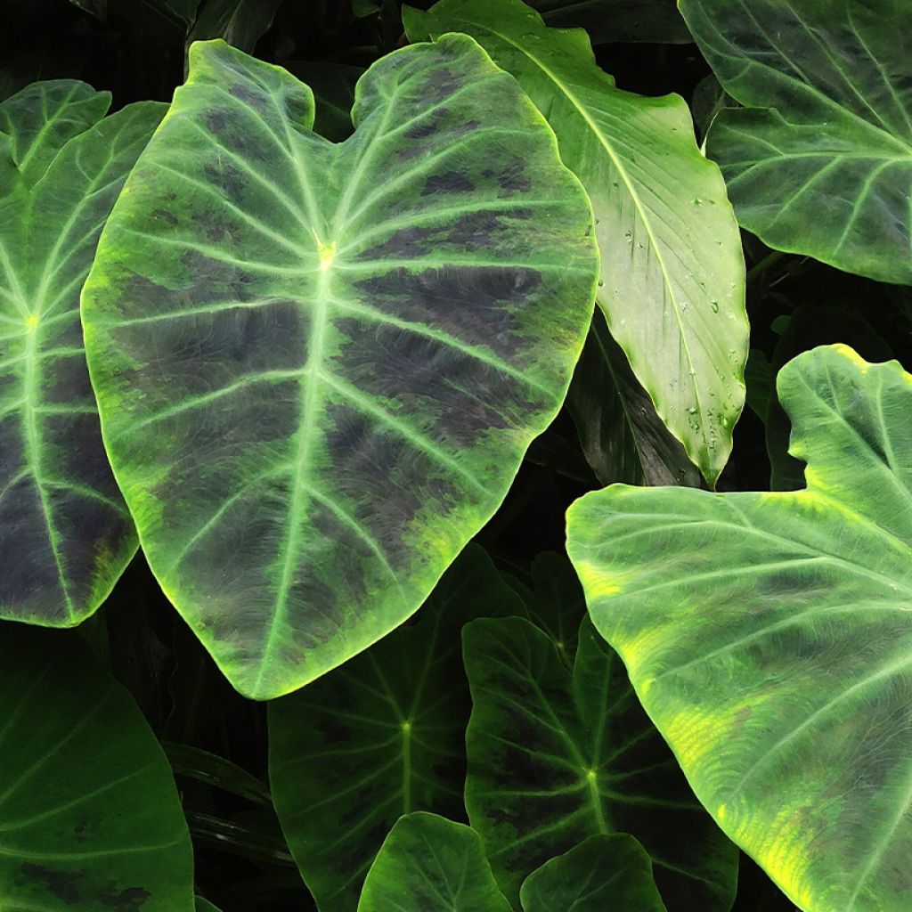 Colocasia esculenta Illustris - Taro