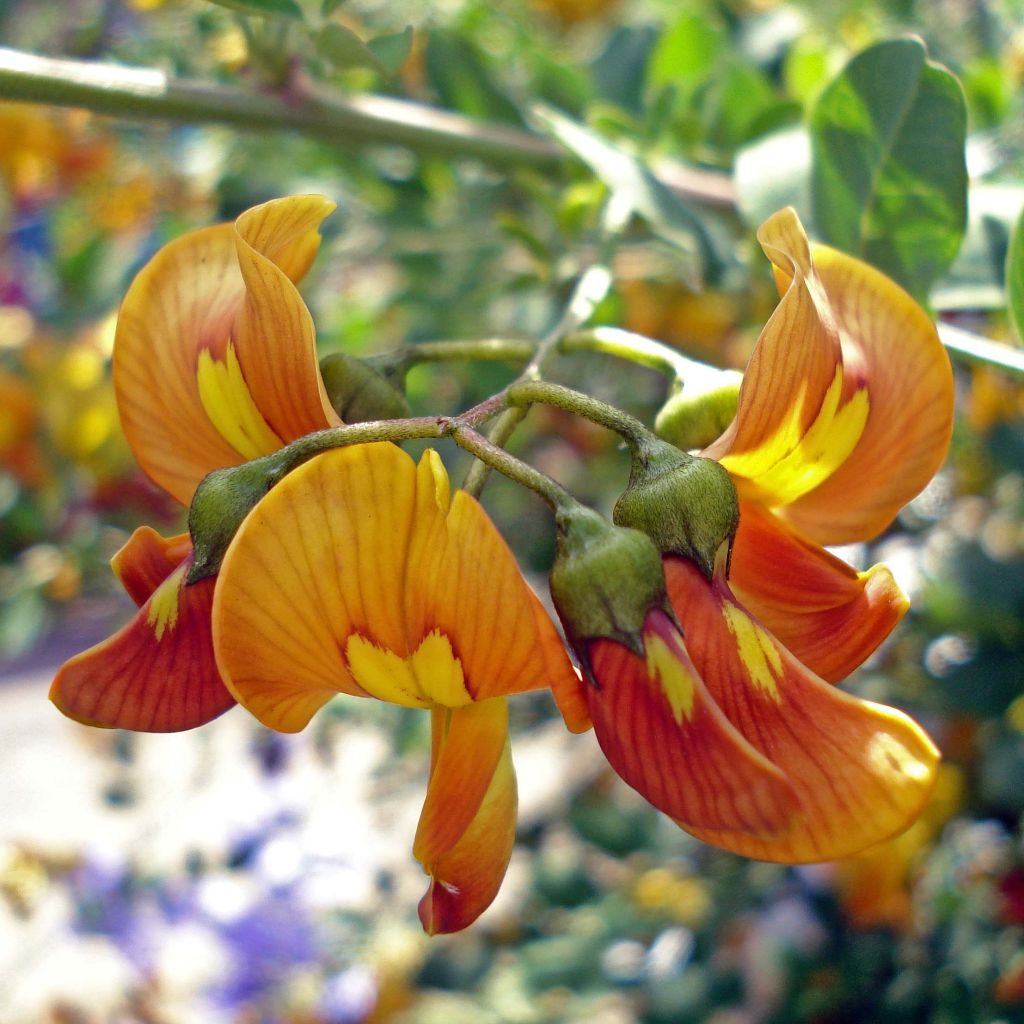 Colutea arborescens - Vesicaria