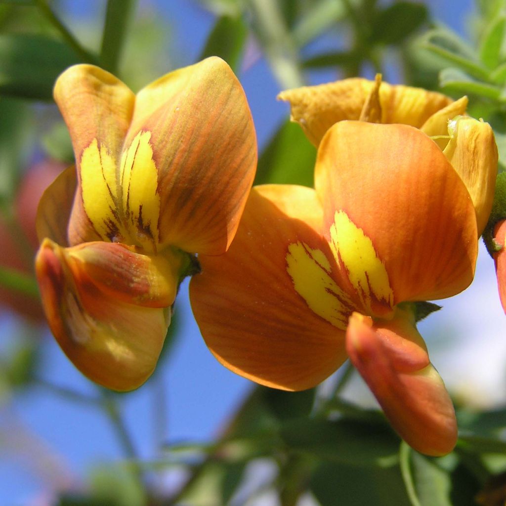 Colutea arborescens - Vesicaria