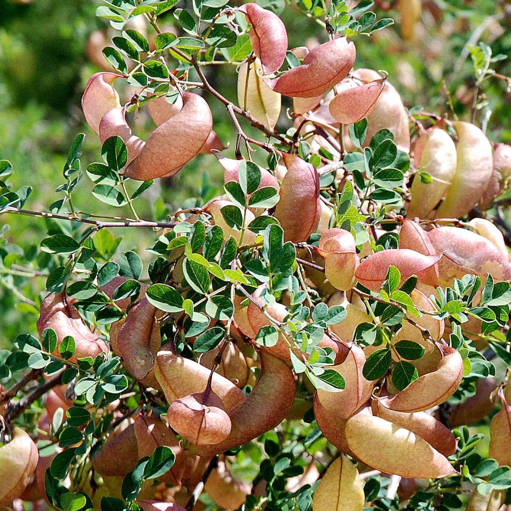 Colutea arborescens - Vesicaria