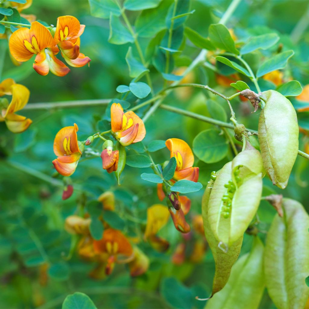 Colutea arborescens - Vesicaria