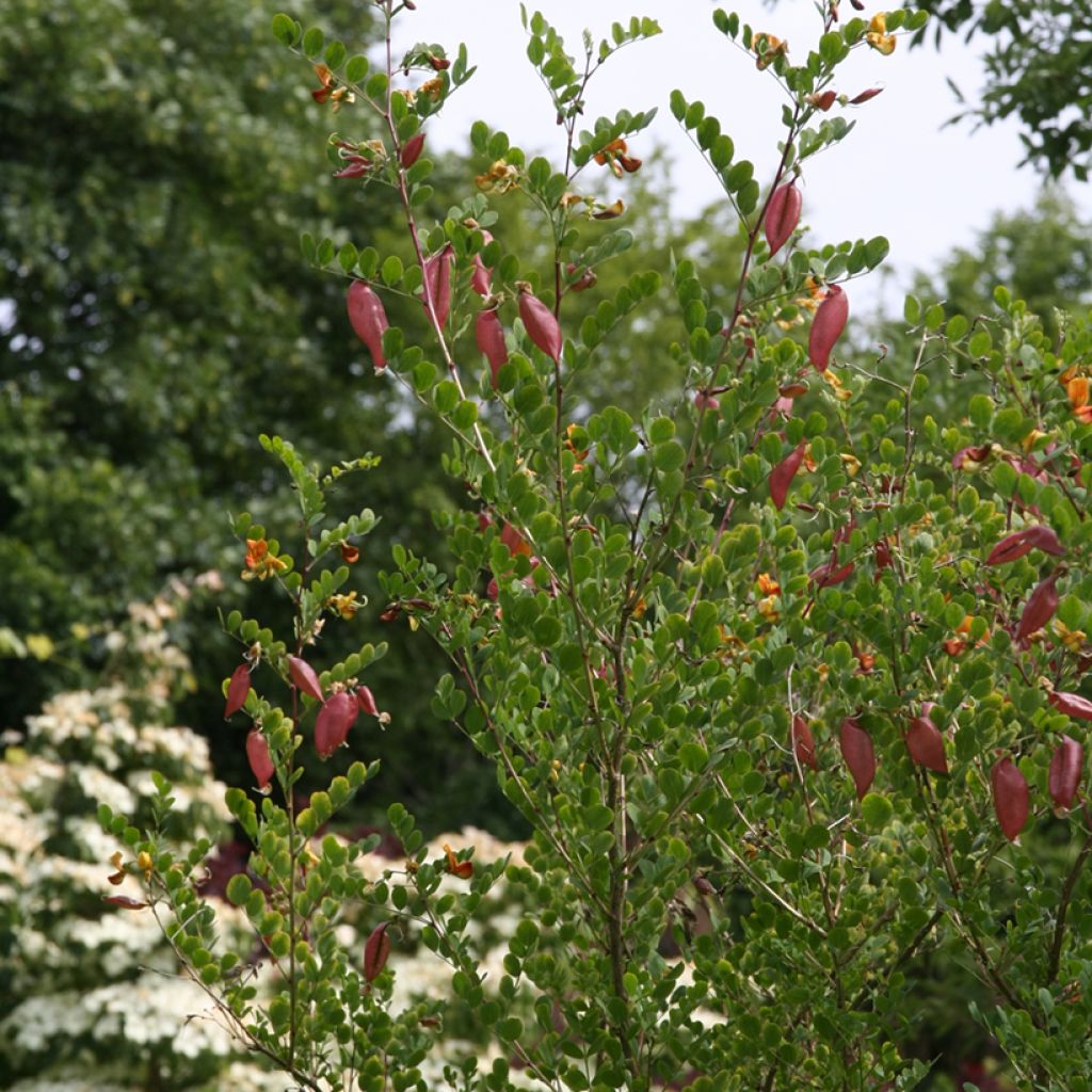 Colutea arborescens - Vesicaria