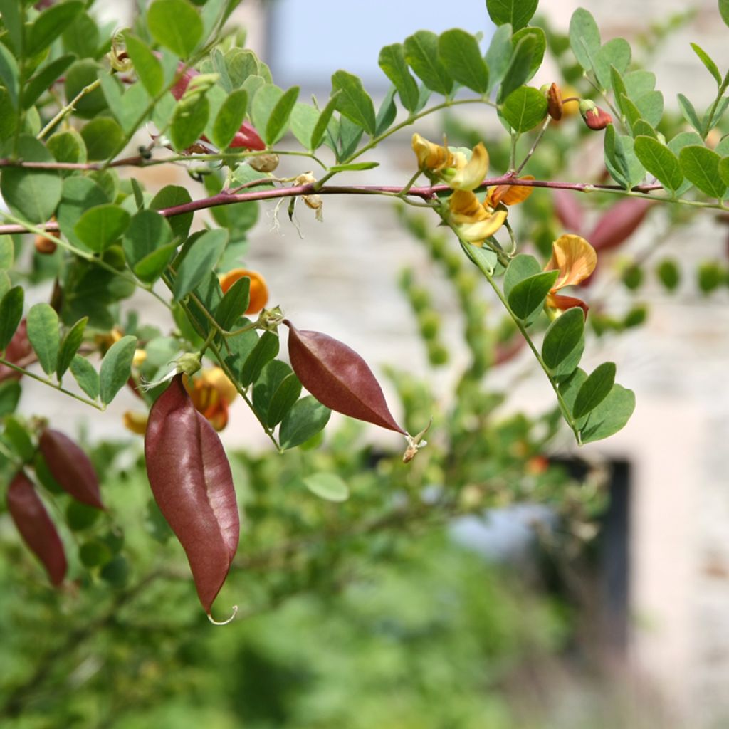 Colutea arborescens - Vesicaria