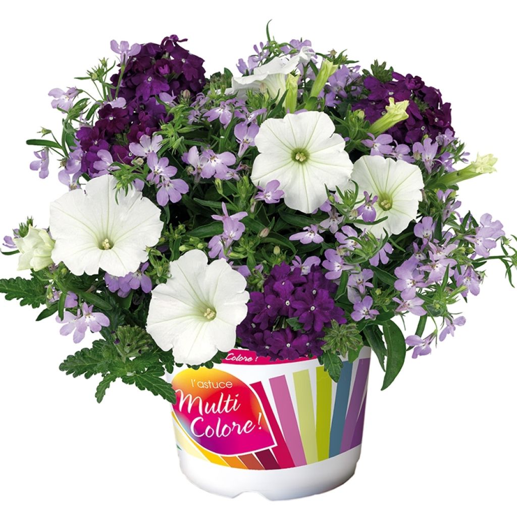 Composition Do you lilac it - Composition de 3 plantes annuelles