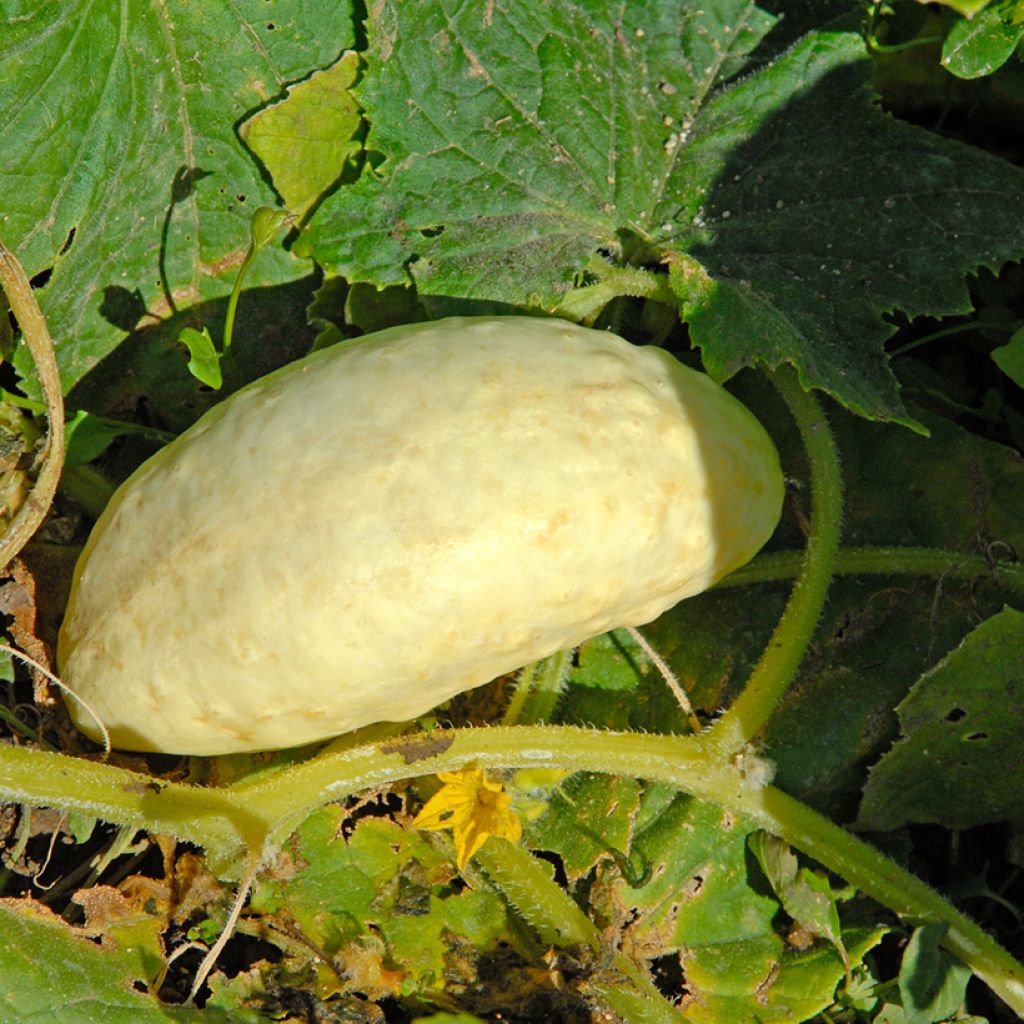 Cetriolo Bianco lungo parigino