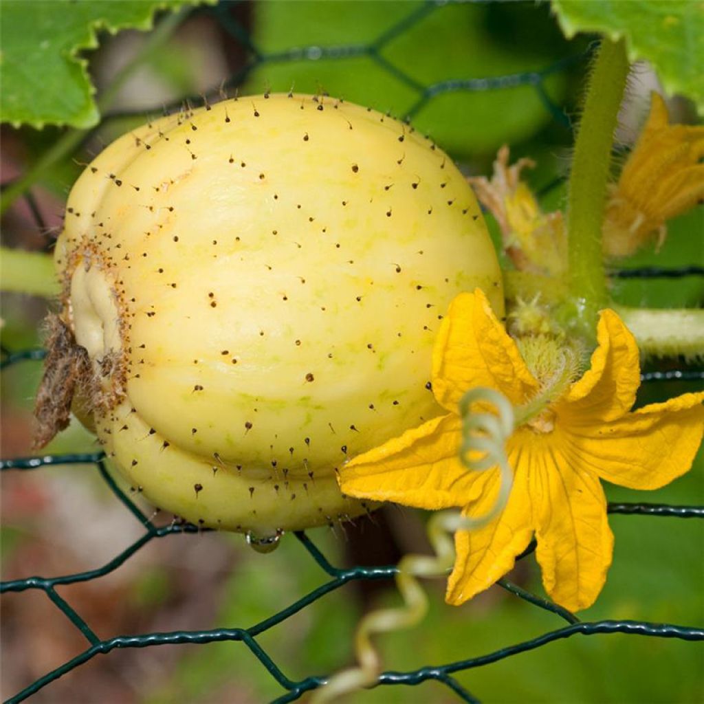 Concombre Lemon NT - Ferme de Sainte Marthe