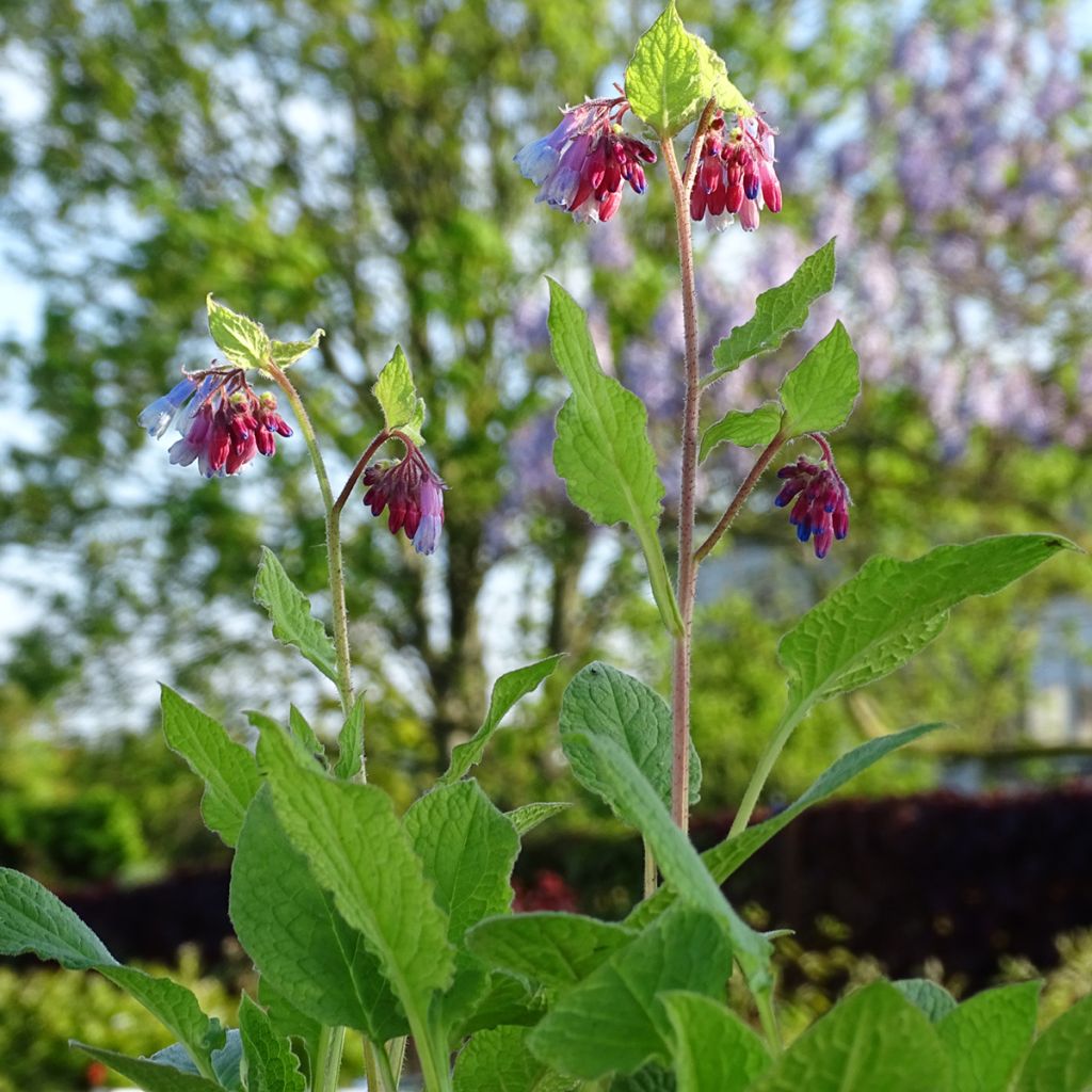 Consoude à grandes fleurs - Symphytum Sky Blue Pink