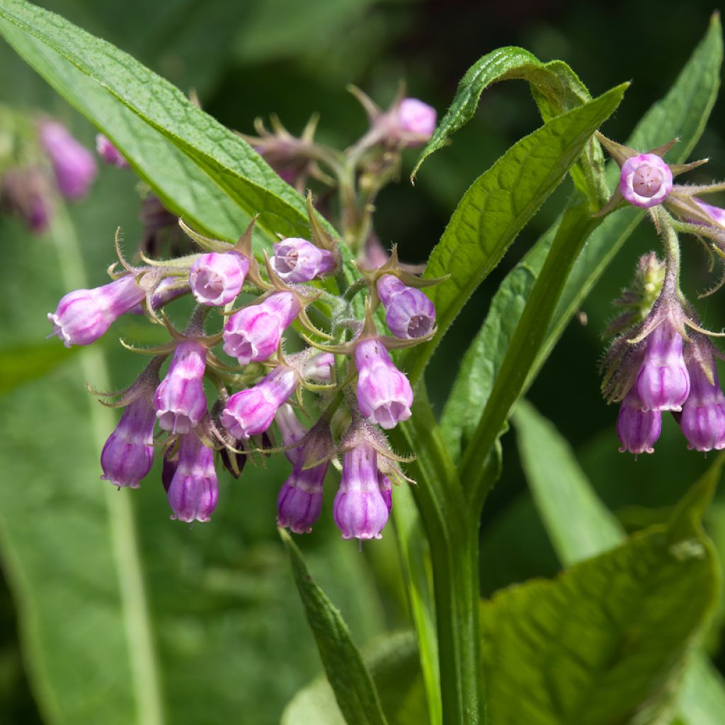 Symphytum officinale (piante) - Consolida maggiore