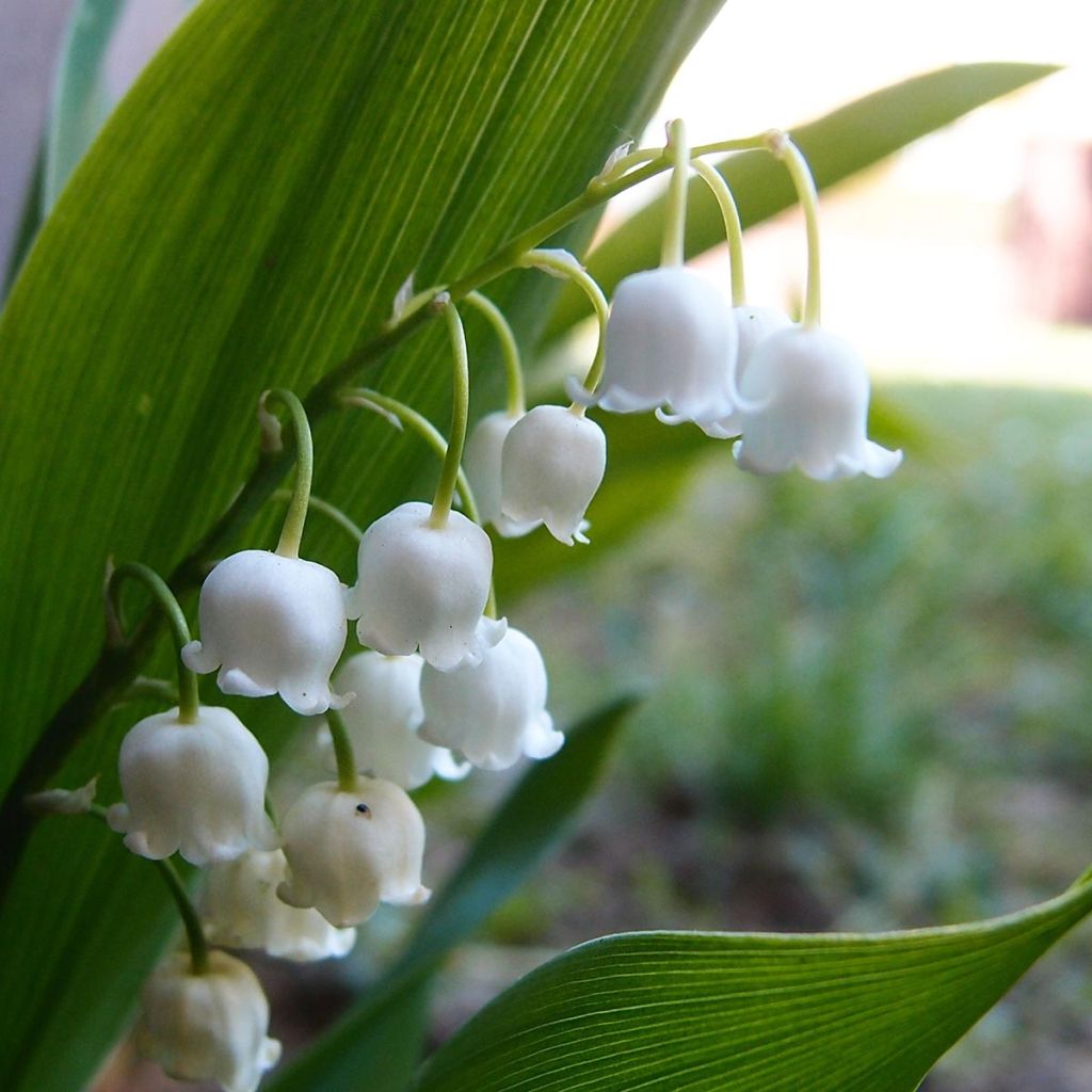 Muguet à bouquets - Convallaria majalis Doreen