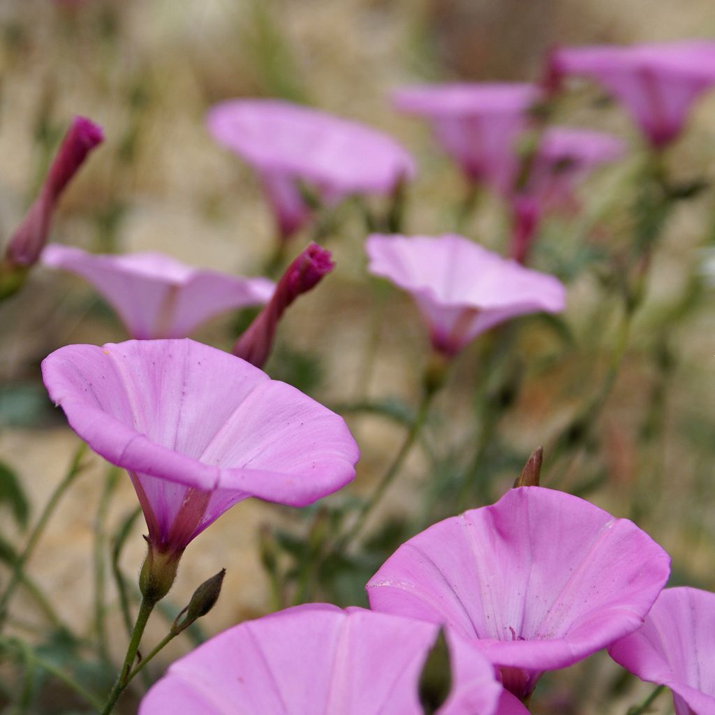 Convolvulus althaeoides, Liseron