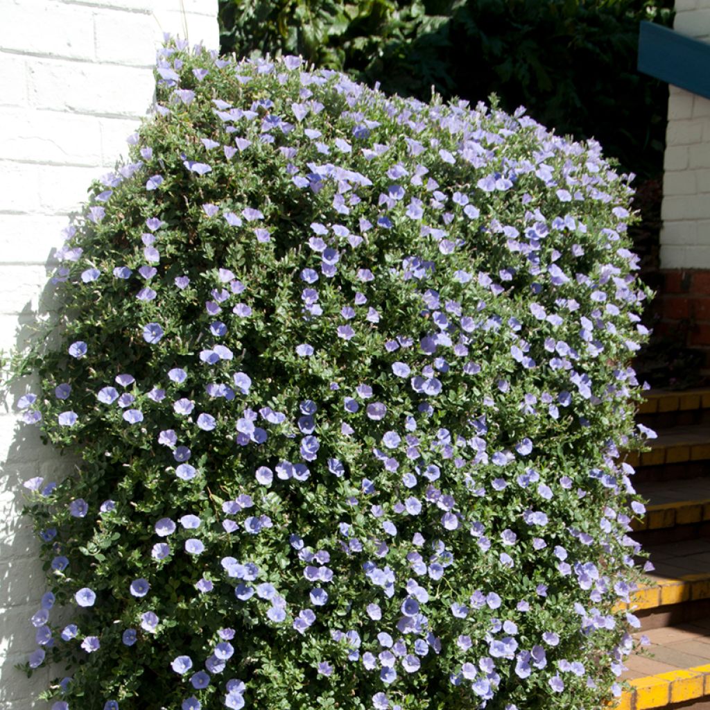 Convolvulus sabatius Compacta - Convolvolo