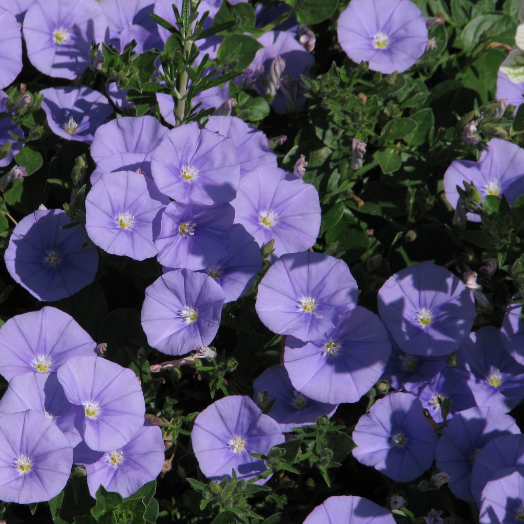 Convolvulus sabatius Maroccan Beauty