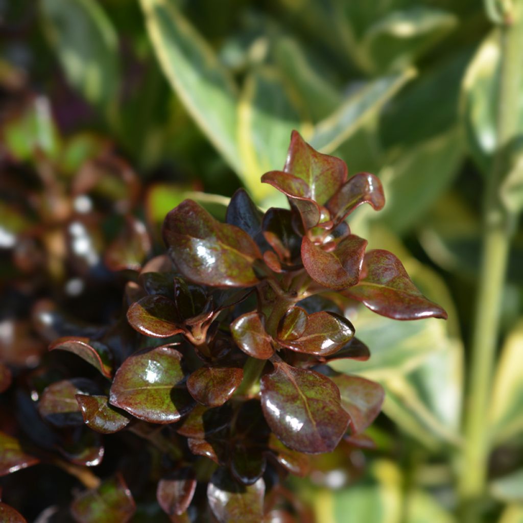 Coprosma Chocolate Soldier - Pianta specchio