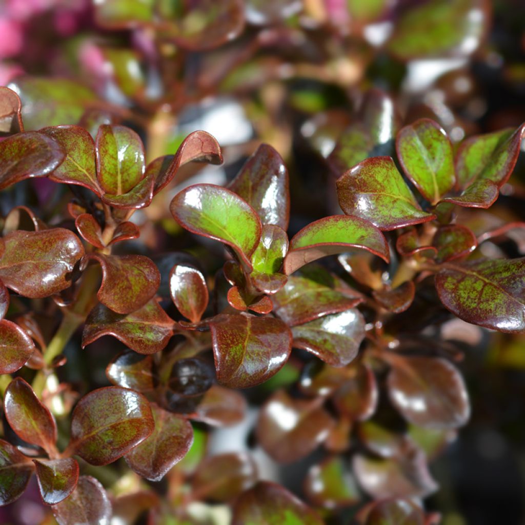 Coprosma Chocolate Soldier - Pianta specchio