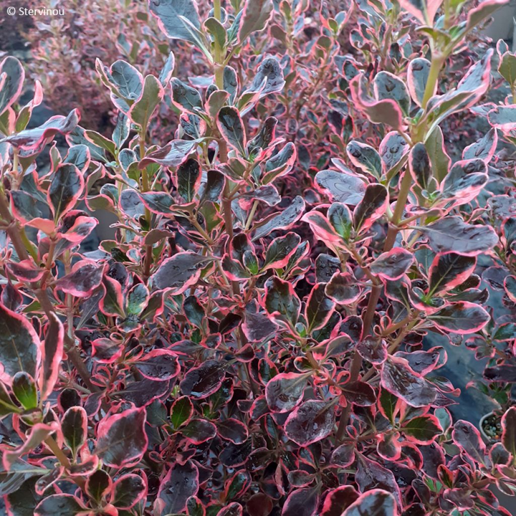 Coprosma repens Eclipse (semi) - Pianta specchio