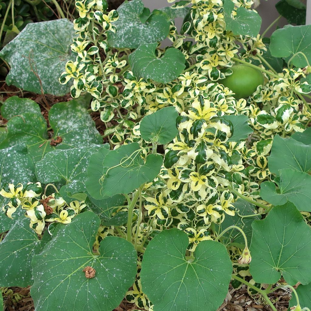 Coprosma repens Marble Queen