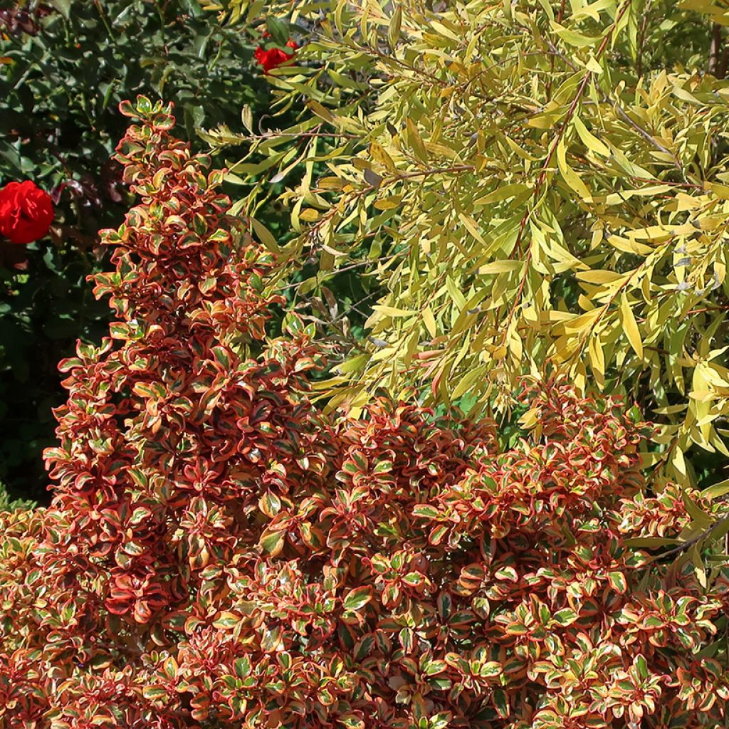 Coprosma repens Pink Splendor