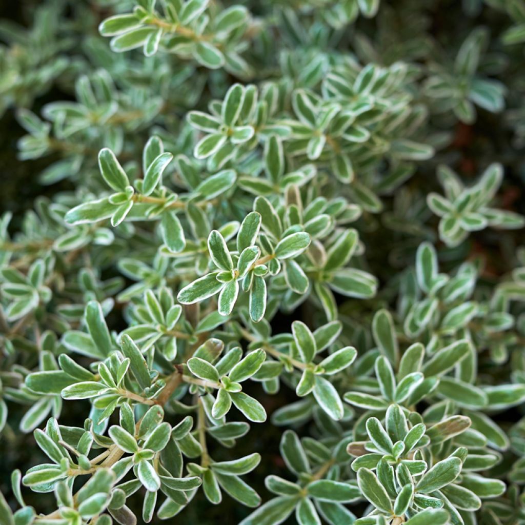 Coprosma kirkii Variegata - Pianta specchio