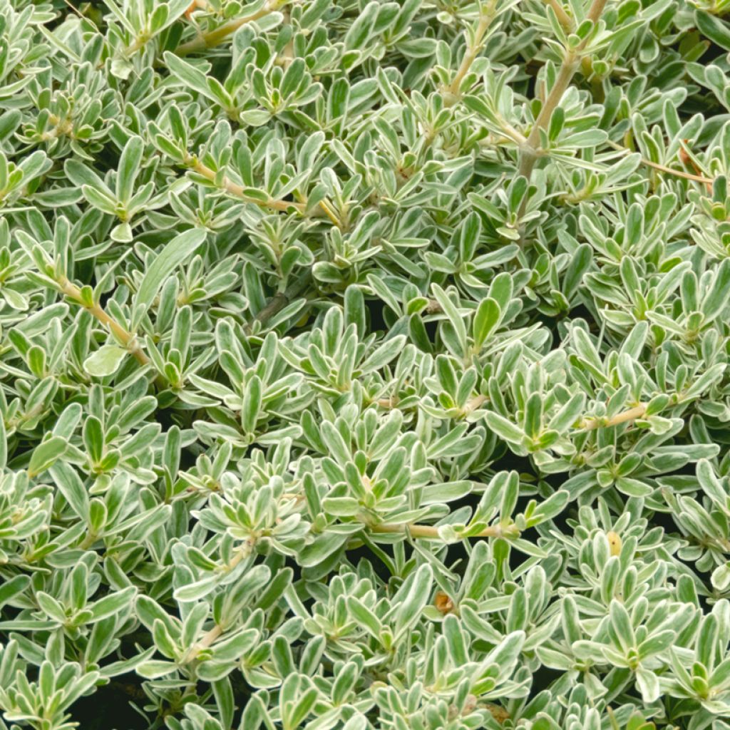 Coprosma kirkii Variegata - Pianta specchio