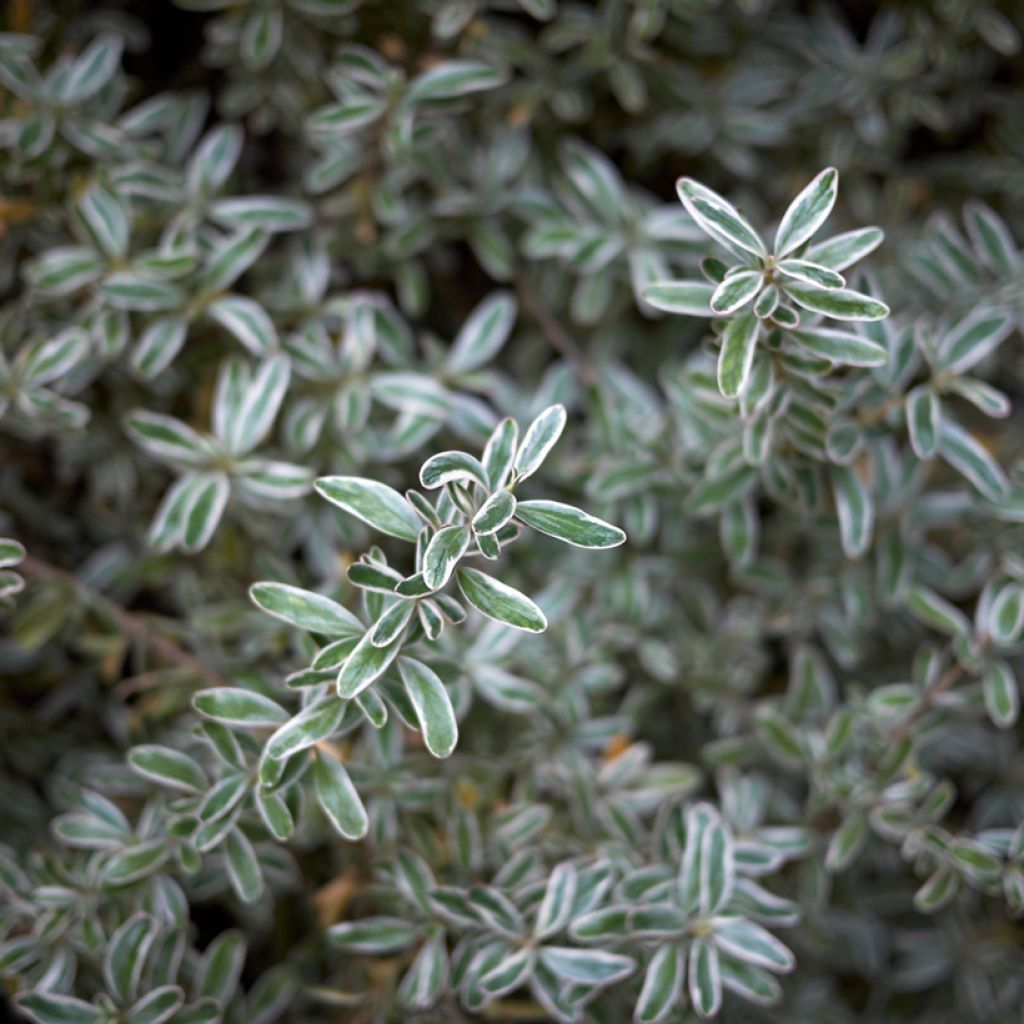 Coprosma kirkii Variegata - Pianta specchio