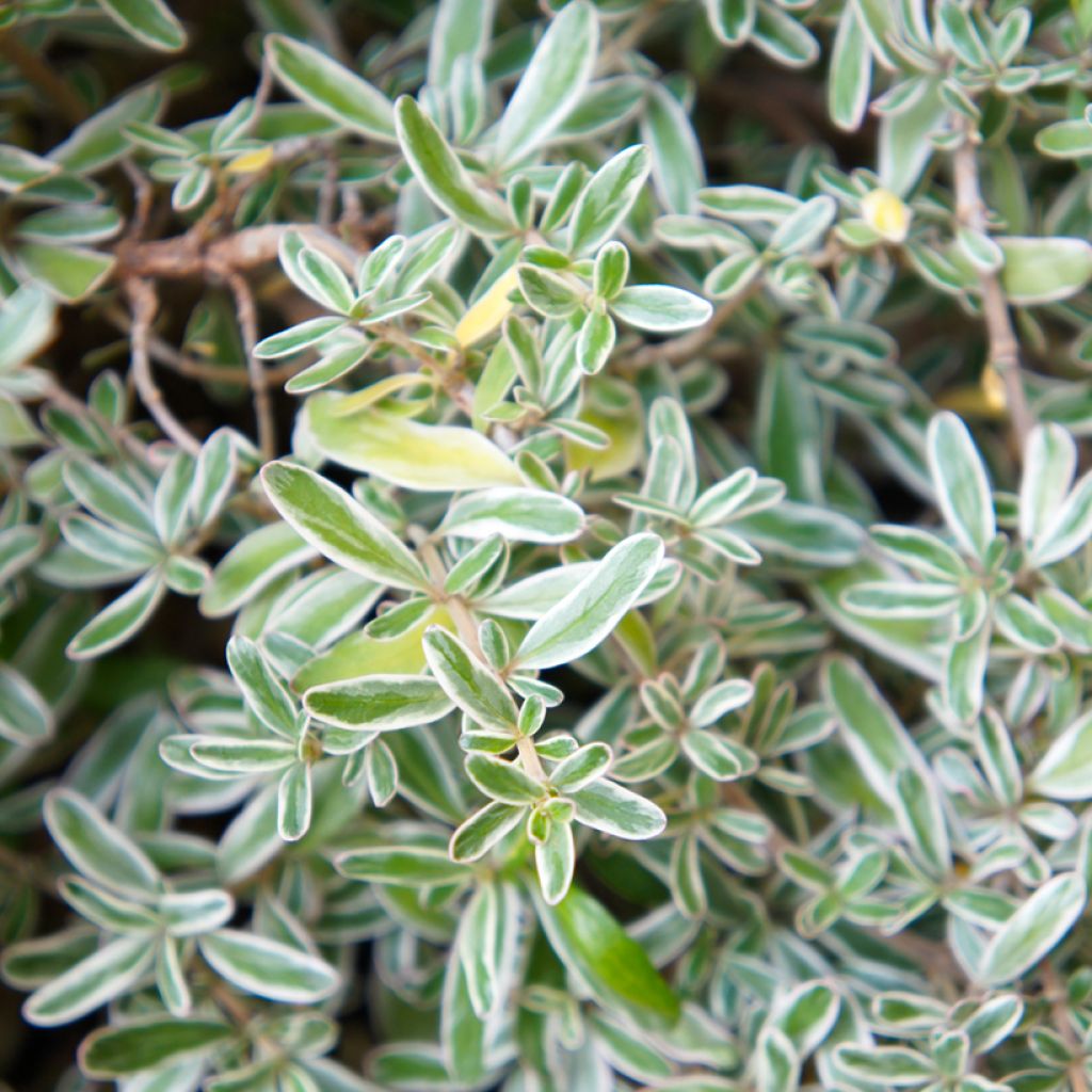 Coprosma kirkii Variegata - Pianta specchio