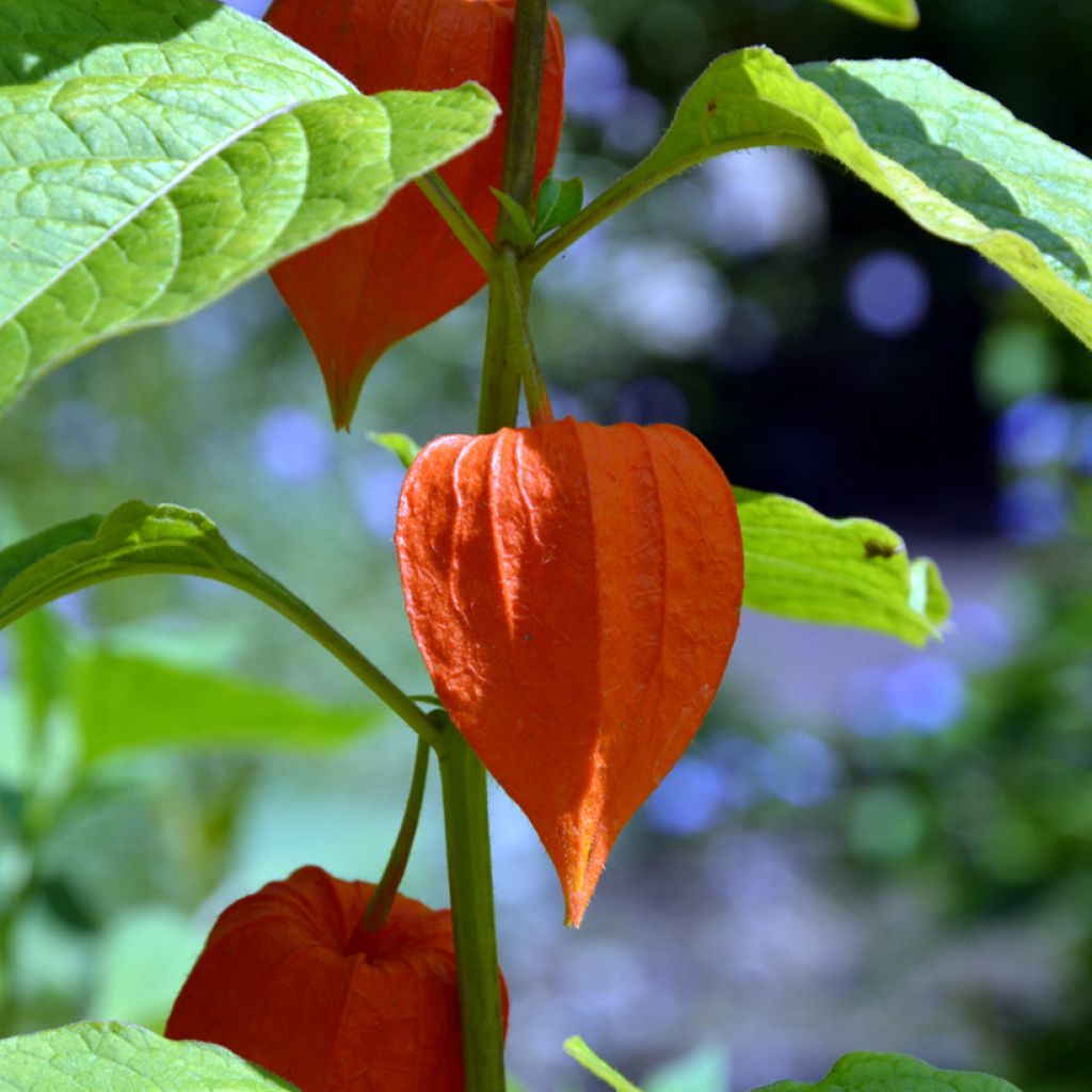 Physalis edulis - Alchechengio