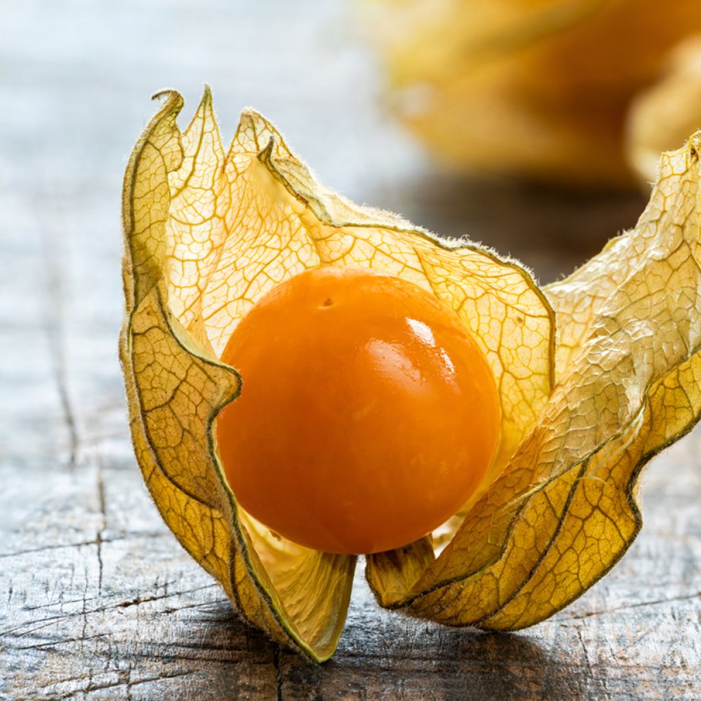 Physalis edulis - Alchechengio