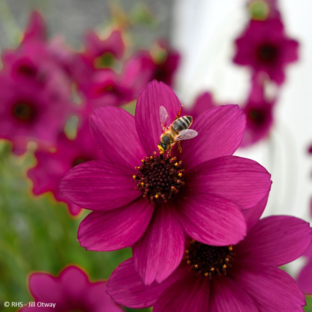 Cosmos atrosanguineus Cherry Chocolat - Fior di cioccolato