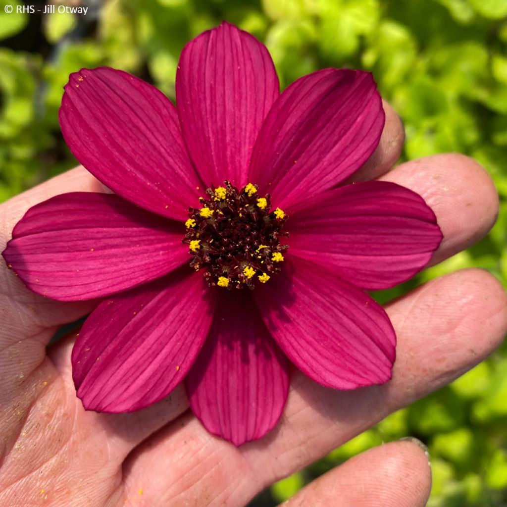 Cosmos atrosanguineus Cherry Chocolat - Fior di cioccolato